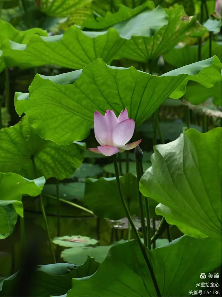莲叶何田田